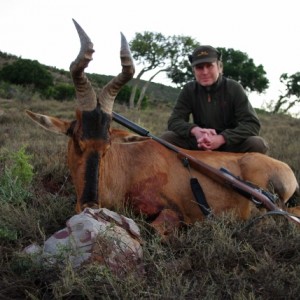 red hartebeest