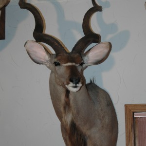 Cape Kudu