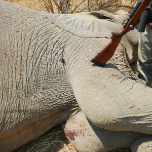 Third bull -Zimbabwe October 2013