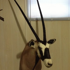 Gemsbok