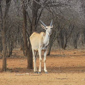 Cape Eland Namibia