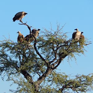 Vultures Namibia
