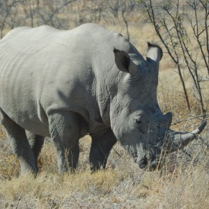 White Rhino Etosha Namibia