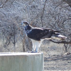 Prey Bird Namibia