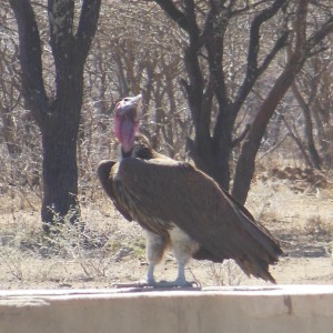 Lappet-Faced Vulture Namibia