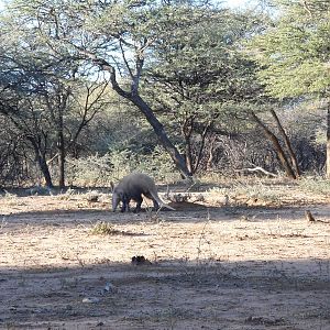 Aardvark or Antbear Namibia