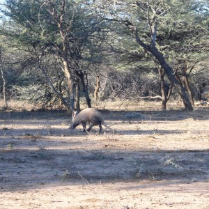 Aardvark or Antbear Namibia