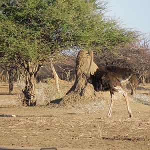Ostrich Namibia