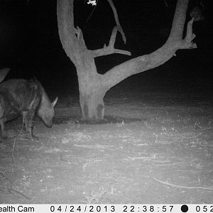 Brown Hyena Trail Camera