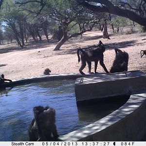 Baboon Trail Camera