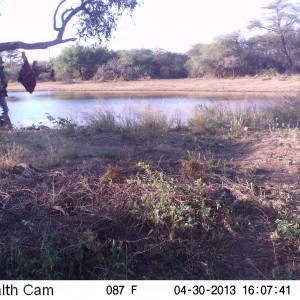 Checking Leopard Bait Trail Camera