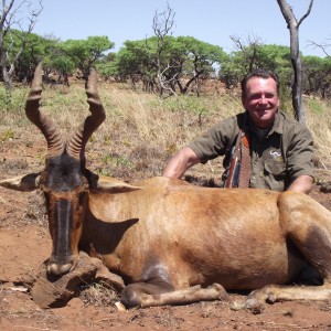 Red Hartebeest