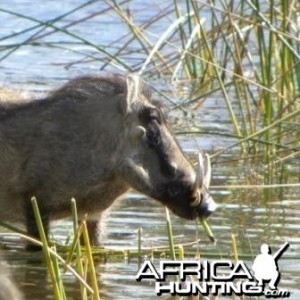 Warthog at the water