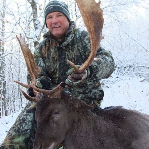 Brown Fallow Deer in the Snow