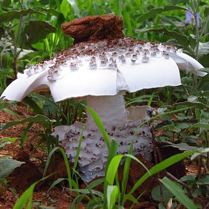 Omajowa termite hill mushrooms Namibia