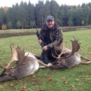 Swedish Fallow stags