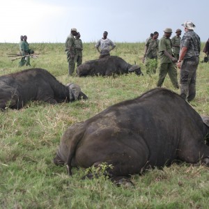 Buffalo hat trick...Mozambique