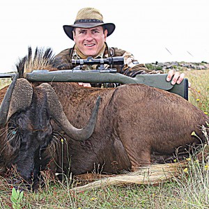 Black Wildebeest