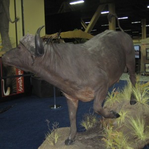 Taxidermy at Safari Club International Convention