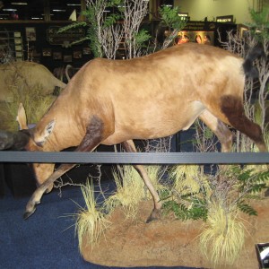 Taxidermy at Safari Club International Convention