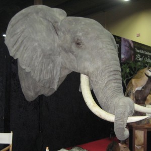 Taxidermy at Safari Club International Convention