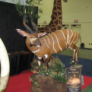 Taxidermy at Safari Club International Convention