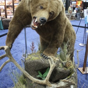 SCI Convention 2014 Taxidermy Mounts