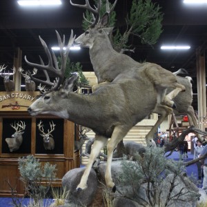 SCI Convention 2014 Taxidermy Mounts