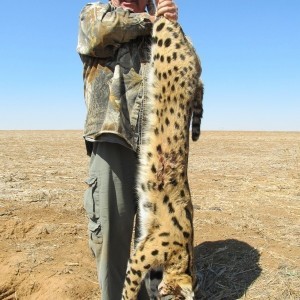 Umdende Hunting Safaris Serval