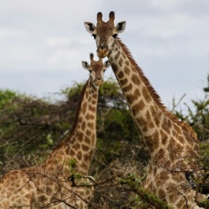 Giraffes at Zululand Rhino Reserve