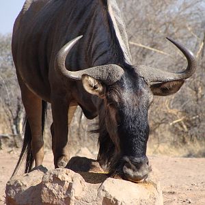 Nice bull at 10 yards