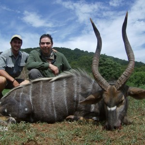 Nyala with Savanna Hunting Safari's
