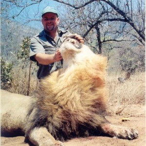 Lowveld Lion