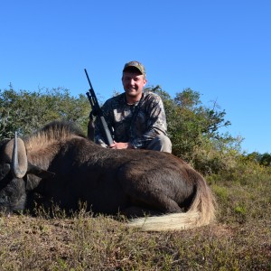 Black Wildebeest KMG Hunting Safaris