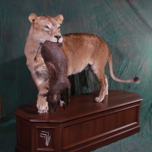 Lioness with young warthog kill by All-American Taxidermy