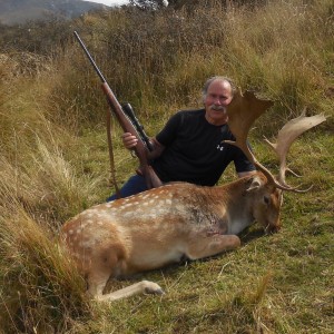 New Zealand Fallow Deer