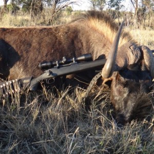 South Africa Black Wildebeest