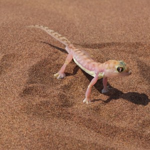Web-Footed Gecko