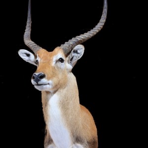 Lechwe shoulder mount by All-American Taxidermy