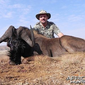 Black Wildebeest