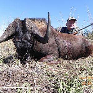 Black Wildebeest