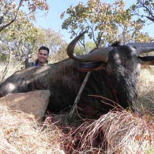 Blue Wildebeest