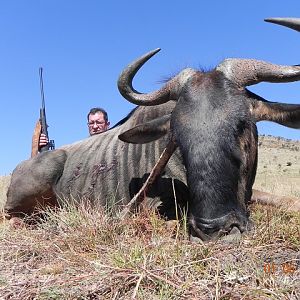 Blue Wildebeest