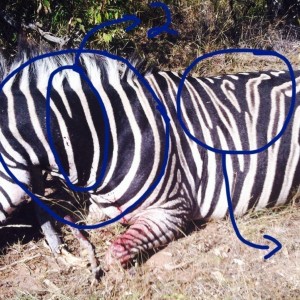 Black Zebra?