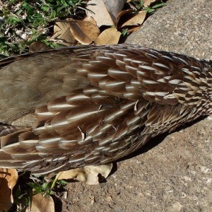 Francolin