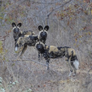 Wild Dogs Dande Safari Area