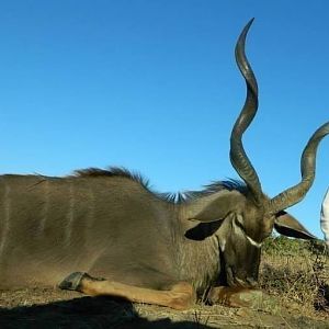 My Cape Kudu