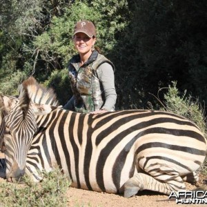 Burchell's Zebra hunted in Kleinemonde, Eastern Cape, South Africa.
