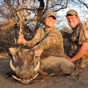 Warthog bowhunt Limcroma