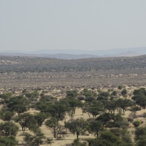 camelthorn and blackthorn at Kowas